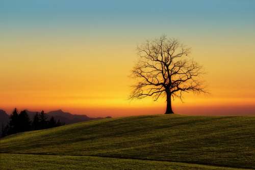 Tree Sunset Nature Dawn Landscape Sky Evening