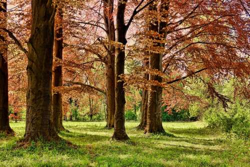 Tree Spring Park Forest Nature