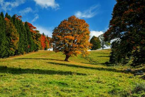 Tree Autumn Forest Landscape Idyllic Mood Nature