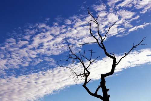Tree Branches Silhouette Sky Clouds Nature Blue