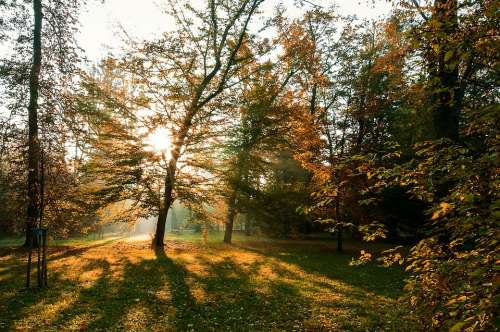 Tree Sun Nature Mood Park Atmosphere Rays
