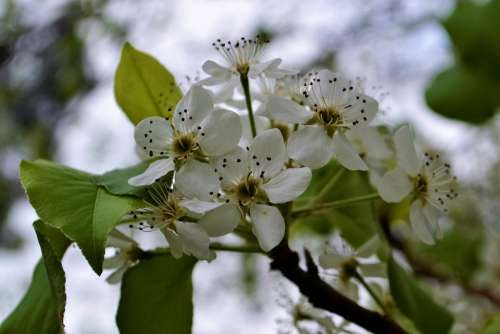 Tree Flower White Spring Blossom Season Blooming