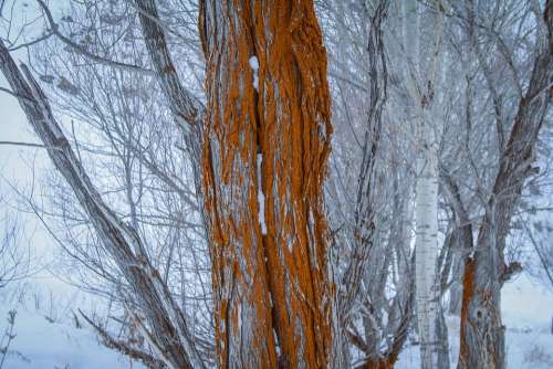 Tree Old Tree Nature Winter Cold Aesthetics