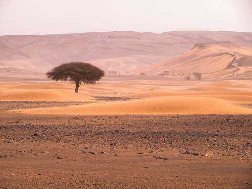 Tree Desert Landscape Sand