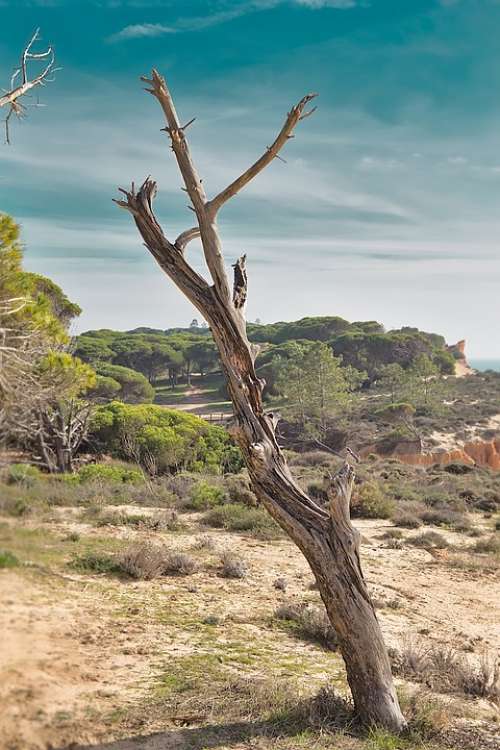 Tree Dead Sky Landscape Mysterious Drought Sand