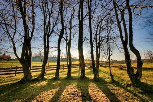 Tree Backlighting Shadow Mood Meadow Landscape