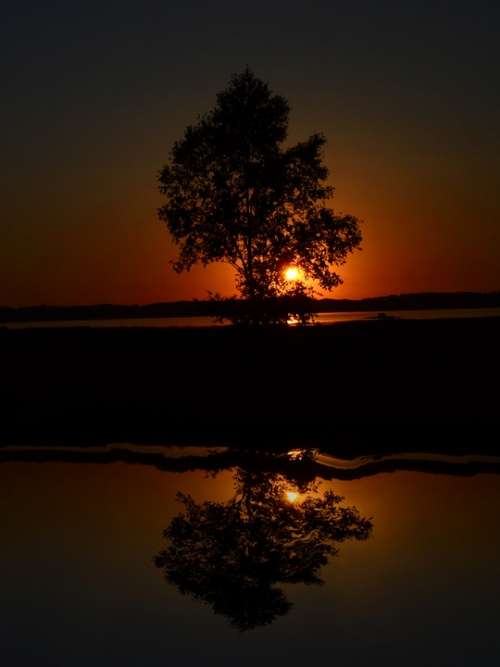 Tree Sunset Nature Evening Atmospheric
