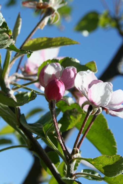 Tree Orchard Flower