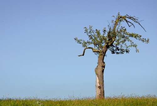 Tree Solitary Nature Solitude Atmosphere Sky