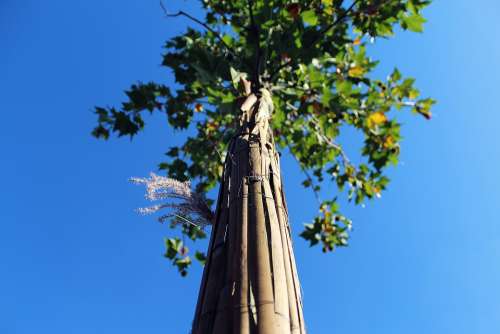 Tree Sky Nature Landscape Scenic Summer Blue