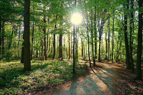 Tree Forest Path Park Sun Sunlight Sunbeam