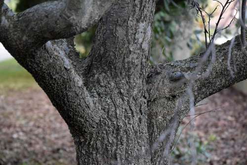 Tree Bark Wood Trunk Heart Background Natural