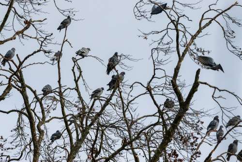 Tree Pigeons Bird Nature Animal Animal World