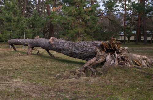 Tree Root Wood Fir Uprooted Shot