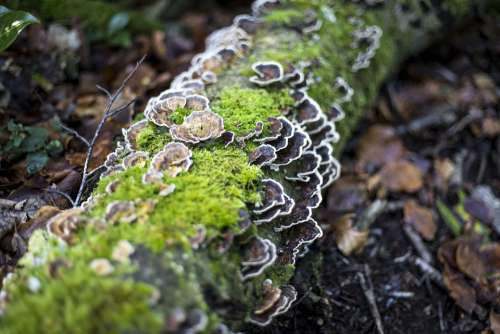Tree Stump Fungus Fungi Forest Mushrooms Wood