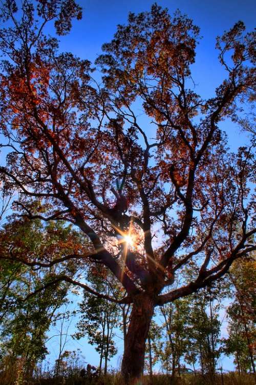 Tree Sky Landscape Clouds Sun Atmosphere Love