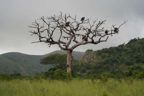 Tree Vulture Africa Safari Trees