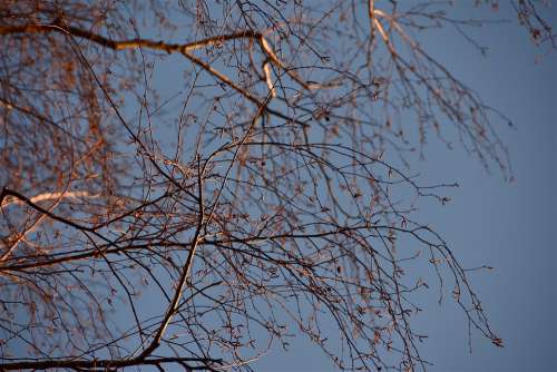 Tree Branches Sky Light