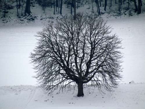 Tree Winter Snow