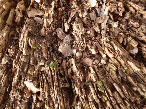 Tree Wood Texture Brown Old Nature Hardwood