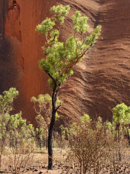 Tree Rock Australia Outback Steppe Uluru