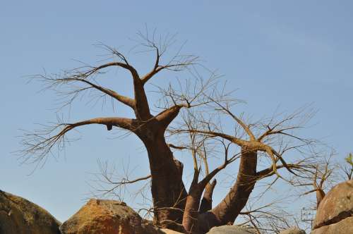 Baobab Tree Africa