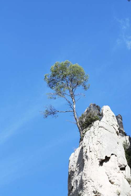 Tree Creeks Marseille South Of France Provence Sea