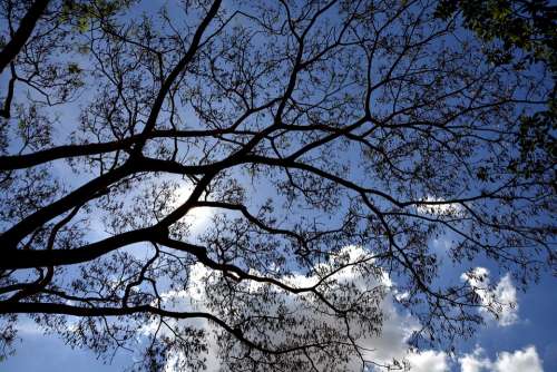 Tree Leaves Twigs Sky Clouds