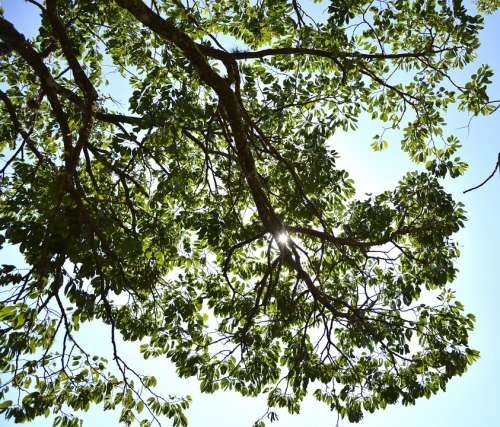 Tree Leaves Twigs Sky Against Light