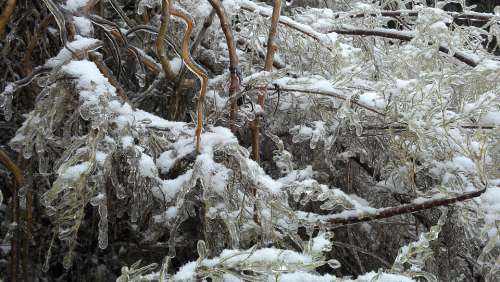 Tree Snow Frozen