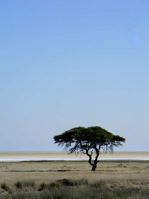 Tree Africa Namibia Desert Nature Landscape