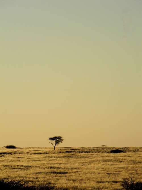 Tree Africa Namibia Desert Nature Landscape