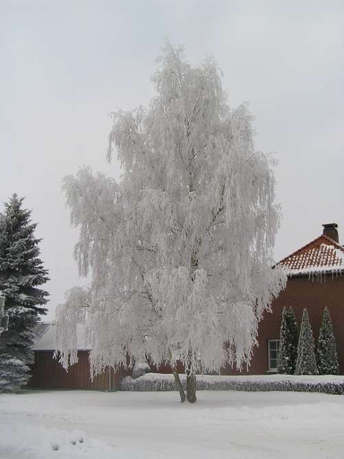 Tree Winter Hoarfrost Cold