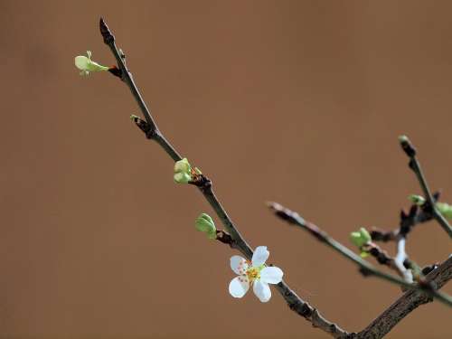 Tree Spring Flowers Flower