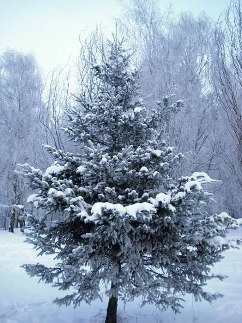 Tree Christmas Tree Winter Season December
