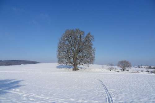 Tree Snow Winter Landscape Switzerland