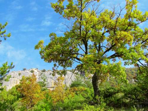 Tree Alps Nature Summer France Mountain Hiking