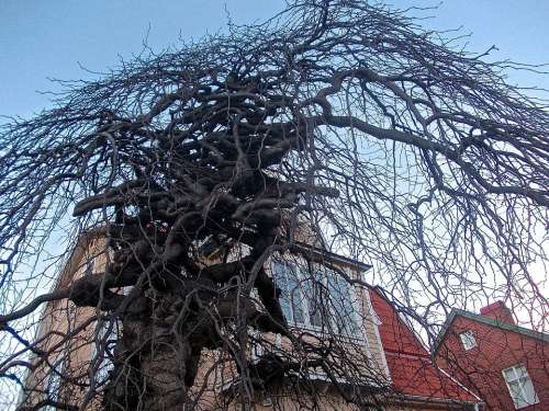 Tree Medusa Facade Gamla Enskede Stockholm