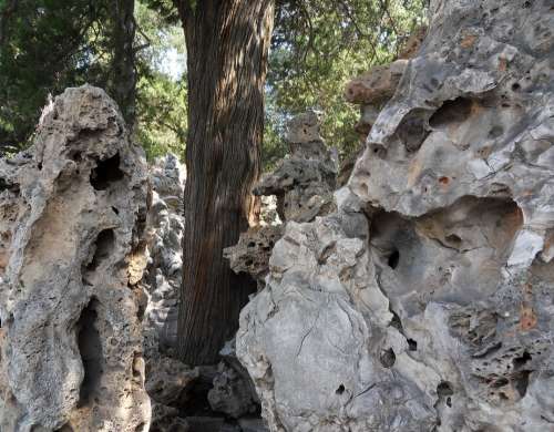 Tree Stone Rock Nature