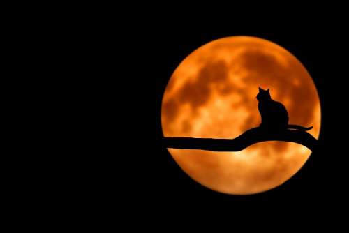 Tree Cat Silhouette Moon Full Moon Nature Night