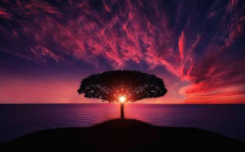 Tree Sunset Amazing Beautiful Breathtaking