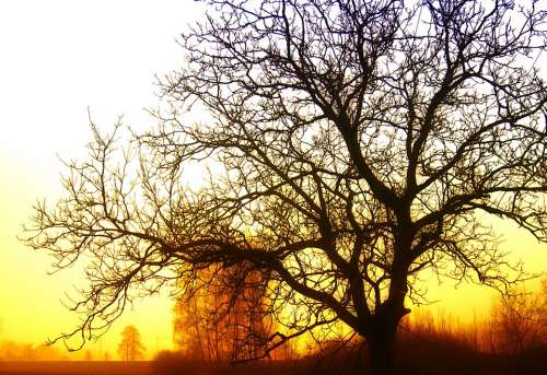 Tree Sunrise Light Rays Beautiful Sky Clouds