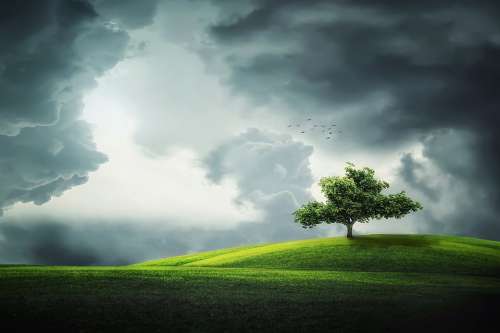 Tree Summer Beautiful Park Green Grass Clouds