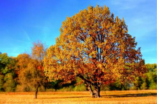 Tree Fall Fall Colors Fall Leaves Autumn