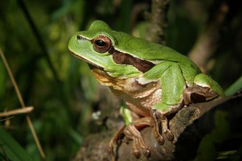 Tree-Frog Frog Nature Macro Green Amphibian