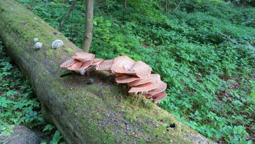 Tree Fungi Beech Forest Green