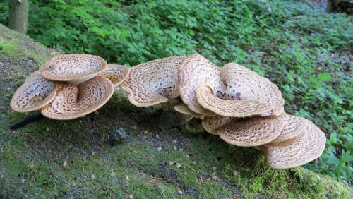 Tree Fungi Beech Forest Mushrooms