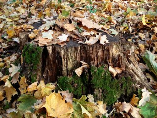 Tree Stump Fall Leaves Moss Season Forest Nature