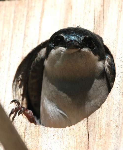 Tree Swallow Bird Birdhouse Feathers Nature