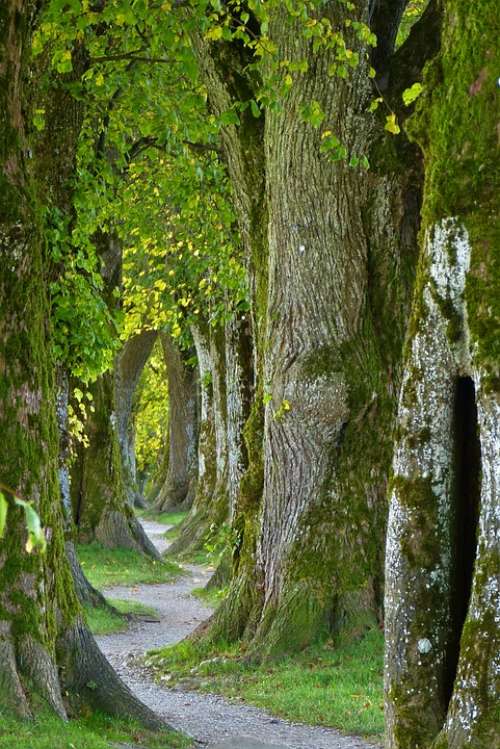 Trees Path Trail Old Avenue Nature Log Forest